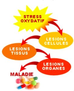 L'eau hydrogénée au pouvoir anti oxydant, réduit le stress oxydatif et  l'inflammation